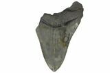 Partial Megalodon Tooth - South Carolina #149158-1